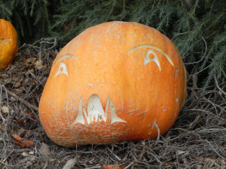 Small Bites, Nipomo Pumpkin Patch best carving idea